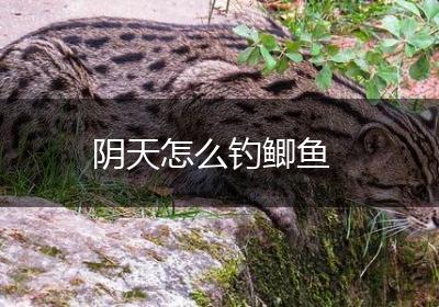 阴天怎么钓鲫鱼
