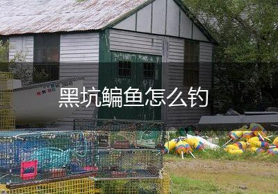 黑坑鳊鱼怎么钓