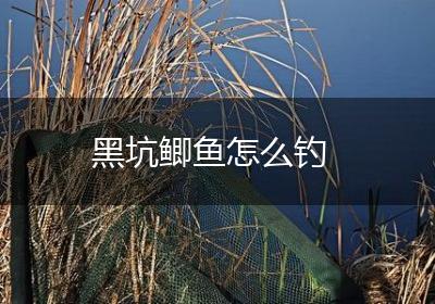 黑坑鲫鱼怎么钓