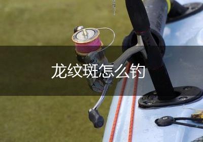 龙纹斑怎么钓