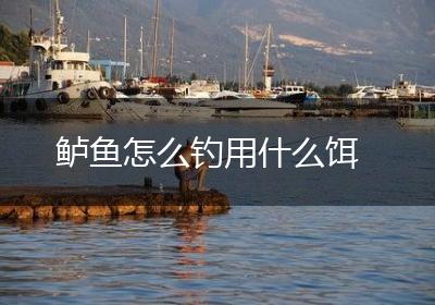 鲈鱼怎么钓用什么饵