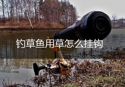 钓草鱼用草怎么挂钩