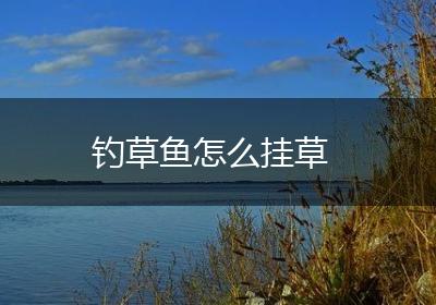 钓草鱼怎么挂草