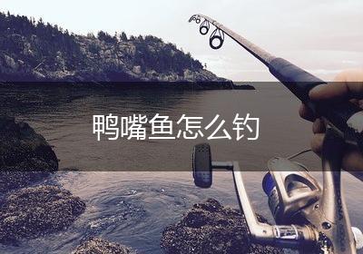 鸭嘴鱼怎么钓