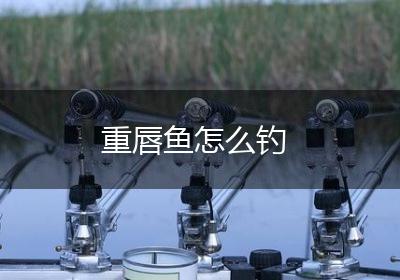 重唇鱼怎么钓