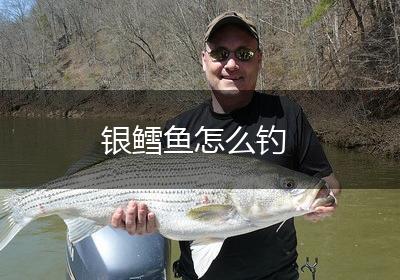 银鳕鱼怎么钓