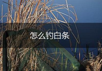 怎么钓白条