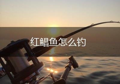 红鲳鱼怎么钓