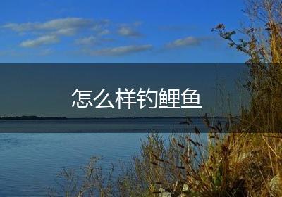 怎么样钓鲤鱼