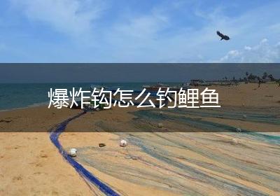 爆炸钩怎么钓鲤鱼