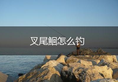 叉尾鮰怎么钓