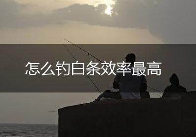 怎么钓白条效率最高