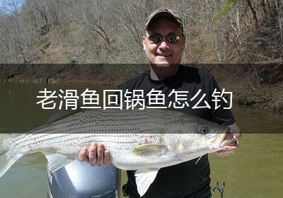 老滑鱼回锅鱼怎么钓