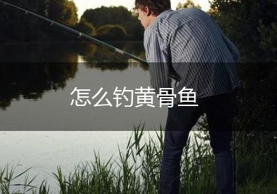 怎么钓黄骨鱼