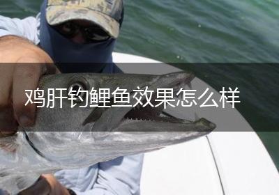 鸡肝钓鲤鱼效果怎么样