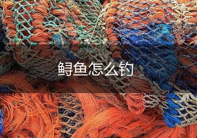 鲟鱼怎么钓