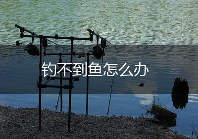 钓不到鱼怎么办