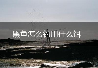 黑鱼怎么钓用什么饵