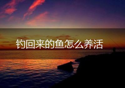 钓回来的鱼怎么养活