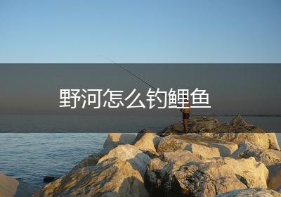 野河怎么钓鲤鱼