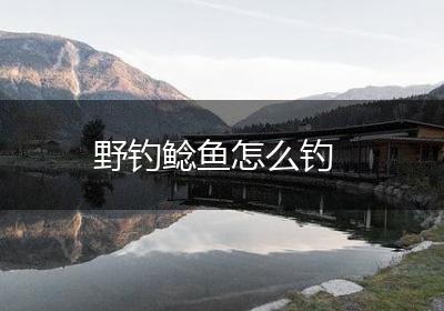 野钓鲶鱼怎么钓