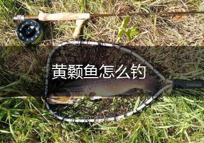 黄颡鱼怎么钓