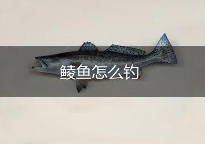 鲮鱼怎么钓