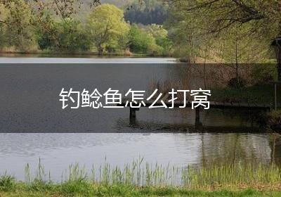 钓鲶鱼怎么打窝
