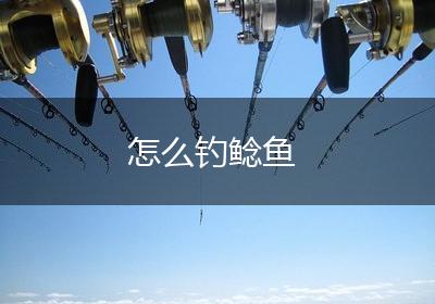 怎么钓鲶鱼
