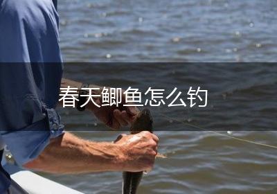 春天鲫鱼怎么钓