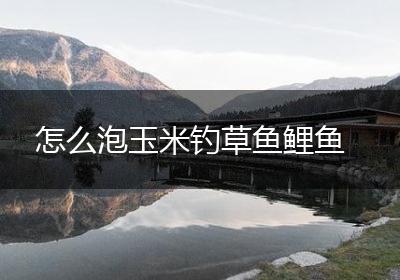 怎么泡玉米钓草鱼鲤鱼