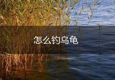 怎么钓乌龟