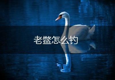 老鳖怎么钓