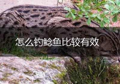 怎么钓鲶鱼比较有效