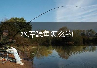 水库鲶鱼怎么钓