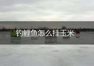 钓鲤鱼怎么挂玉米