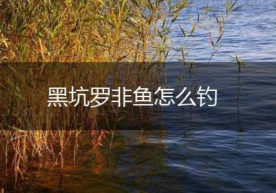 黑坑罗非鱼怎么钓