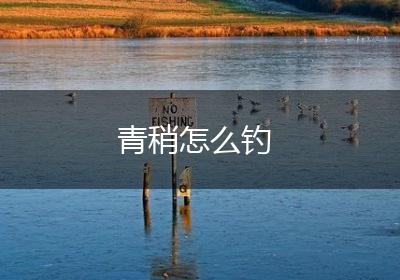 青稍怎么钓