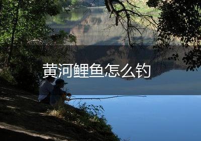 黄河鲤鱼怎么钓