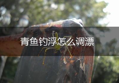 青鱼钓浮怎么调漂