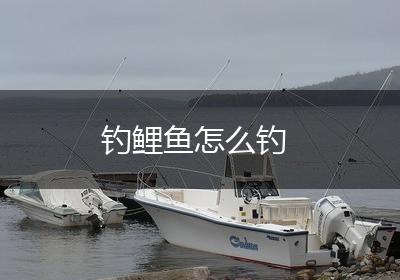 钓鲤鱼怎么钓