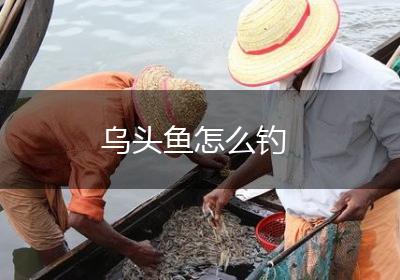 乌头鱼怎么钓