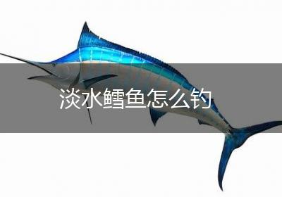 淡水鳕鱼怎么钓