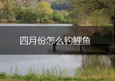 四月份怎么钓鲤鱼