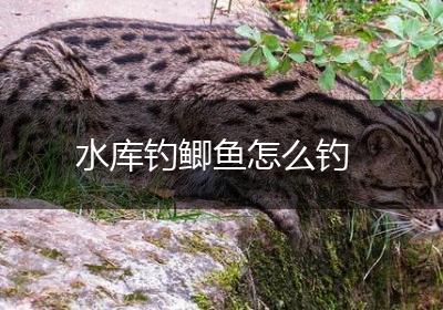 水库钓鲫鱼怎么钓