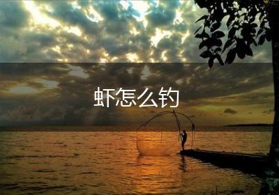 虾怎么钓