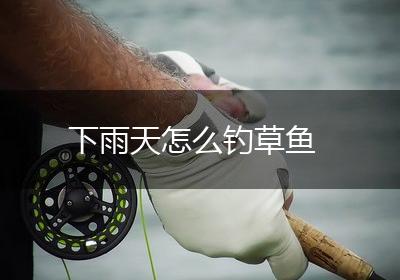 下雨天怎么钓草鱼