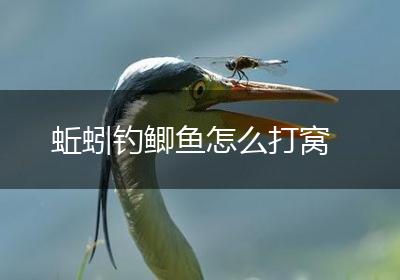 蚯蚓钓鲫鱼怎么打窝