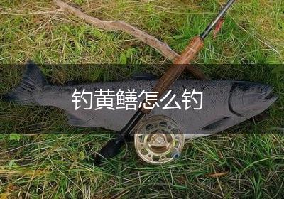 钓黄鳝怎么钓