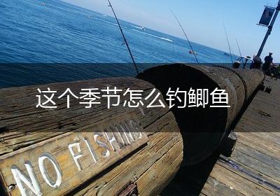 这个季节怎么钓鲫鱼